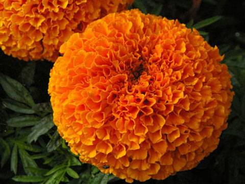 http://www.taksabad.com/files/files/bazr/tagetes.pk%20narengi.jpg