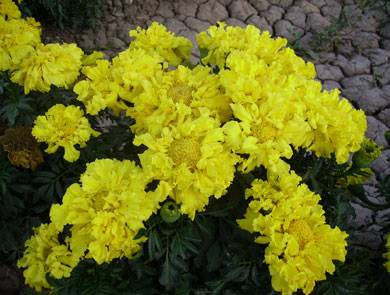 http://www.taksabad.com/files/files/bazr/tagetes_-pk%20zard.JPG