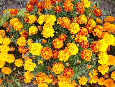 http://www.taksabad.com/files/files/bazr/tagetes_pm%20nerengi.JPG